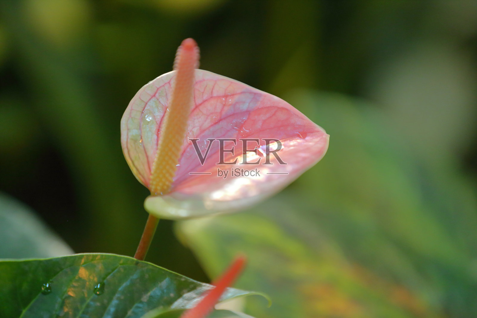 温室里盛开的冬季花朵照片摄影图片