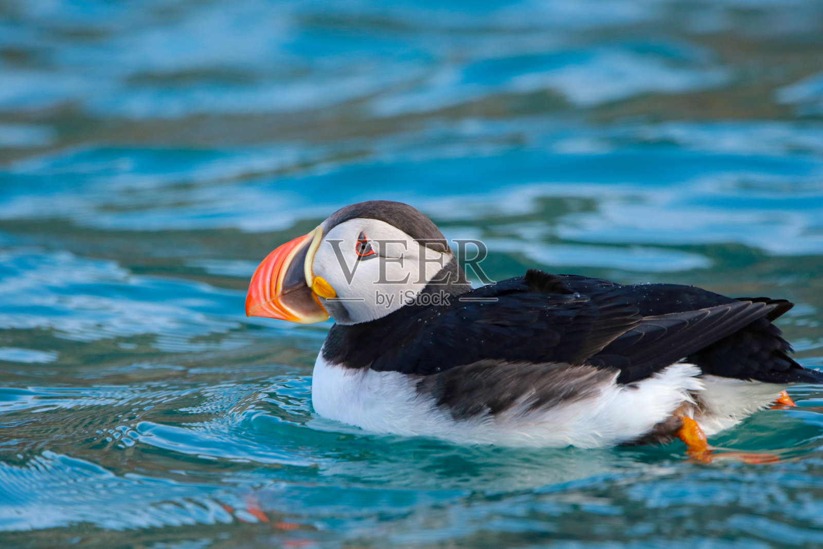 紧跟照片摄影图片