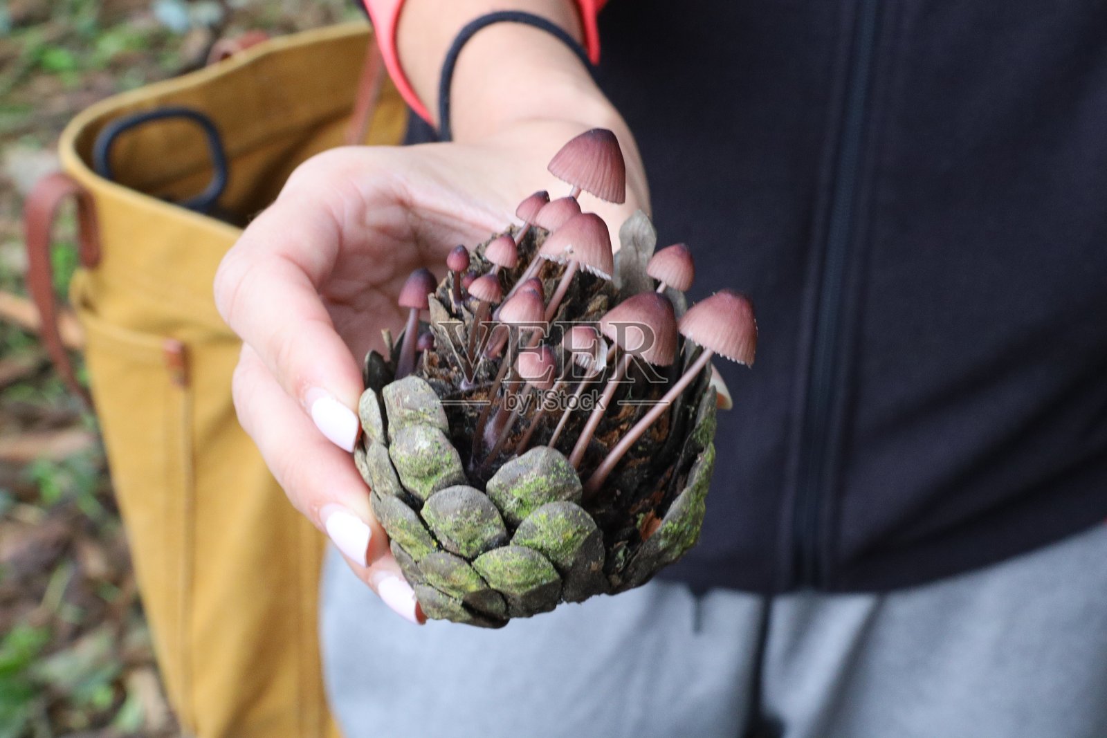 加州旧金山麦克拉伦公园的蘑菇照片摄影图片