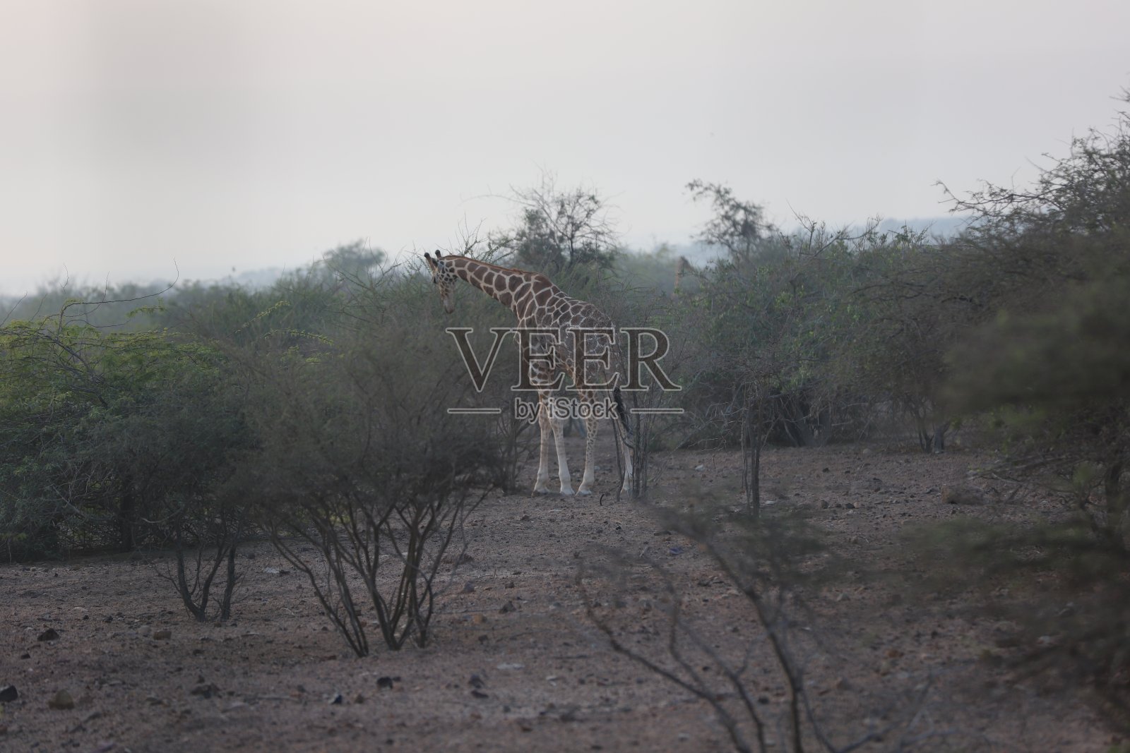 长颈鹿照片摄影图片