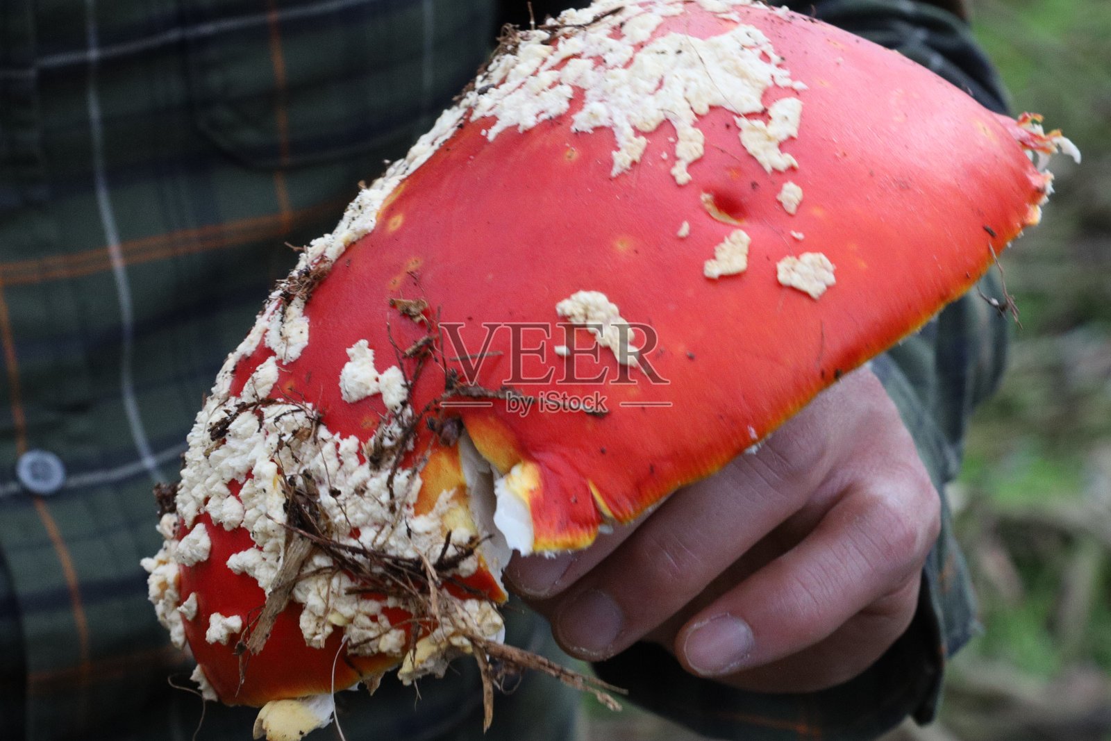 加州旧金山麦克拉伦公园的蘑菇照片摄影图片