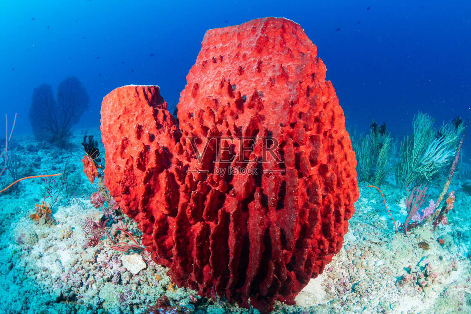 深海热带珊瑚礁上的一种大型海绵照片摄影图片