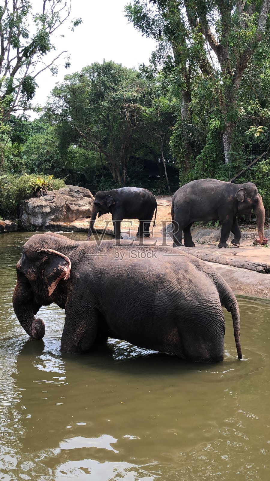 大象照片摄影图片