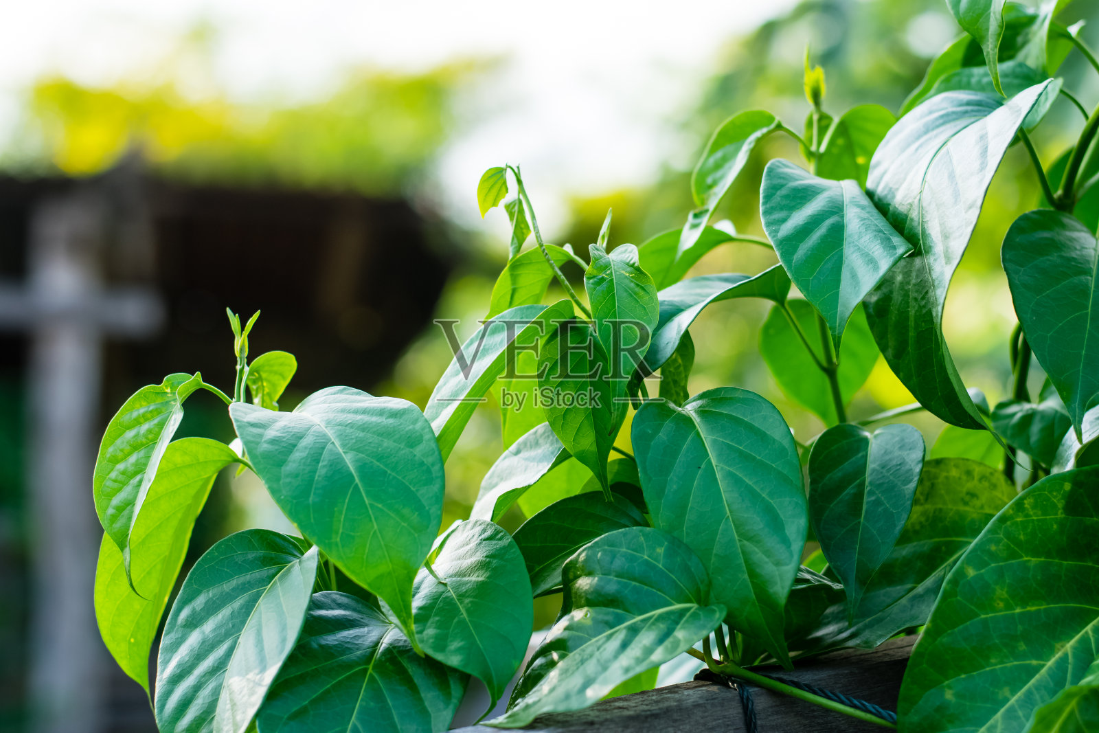 Gurmar药用植物照片摄影图片