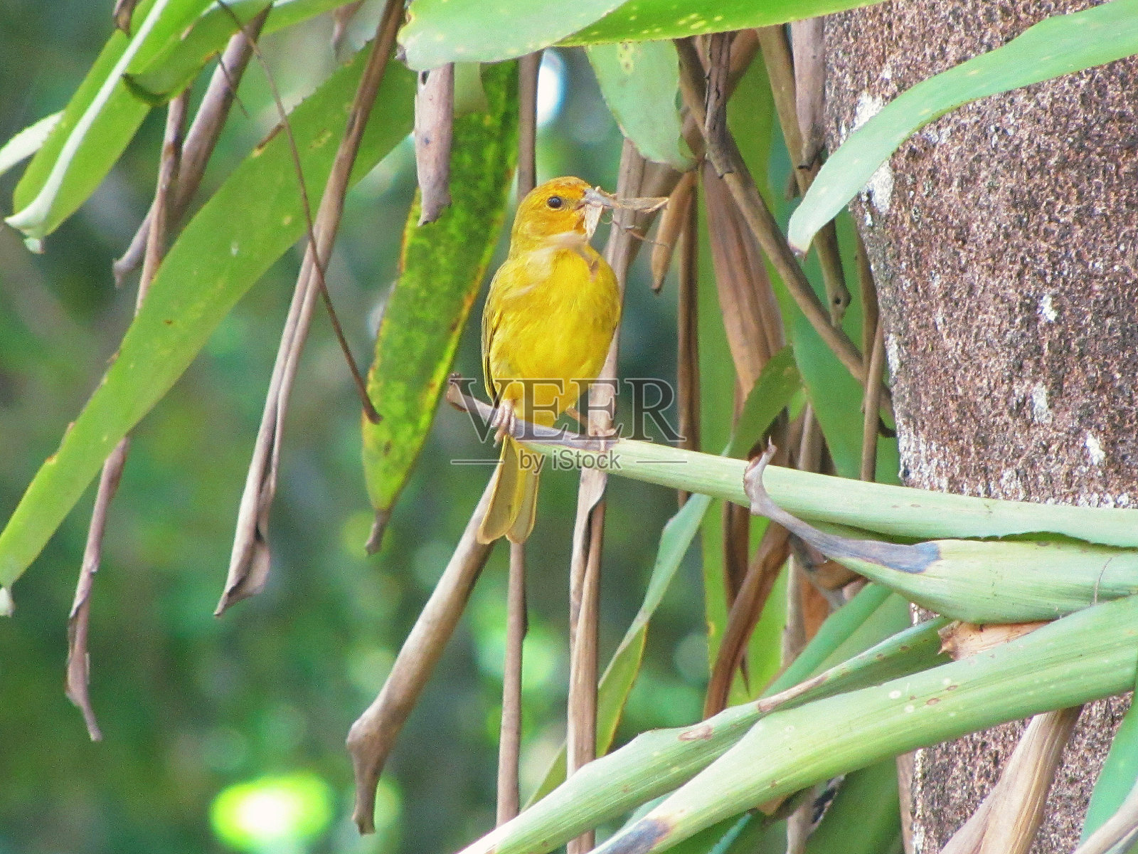 平金丝雀或大地金丝雀照片摄影图片