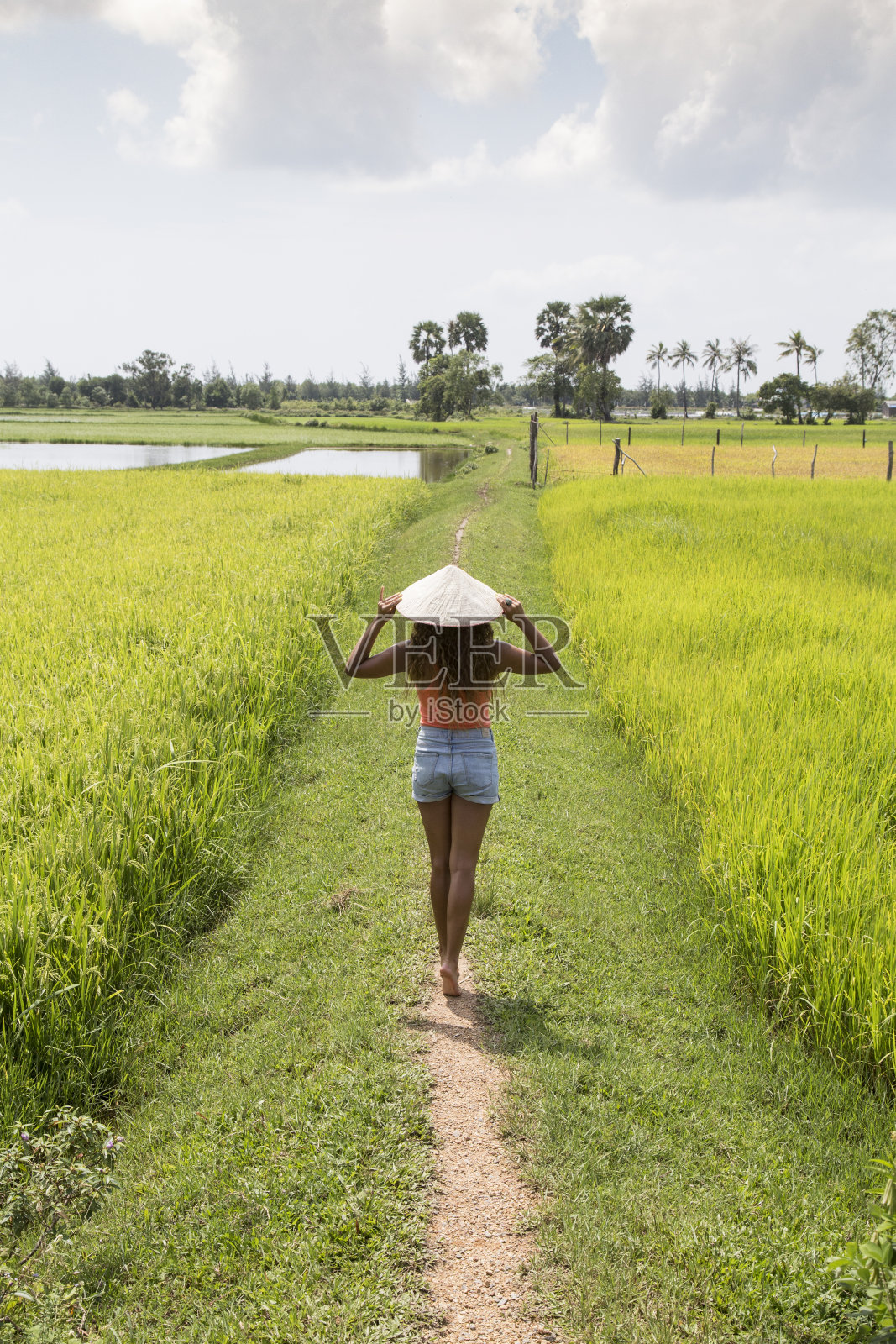 女游客，戴着圆锥形亚洲帽，走过一片繁茂的绿色稻田照片摄影图片