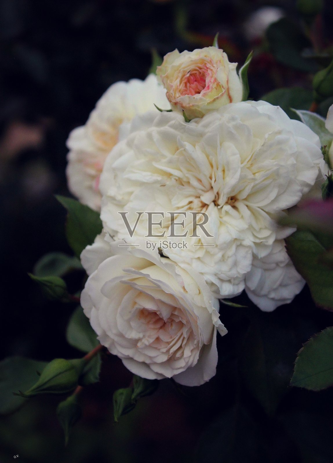 玫瑰照片摄影图片