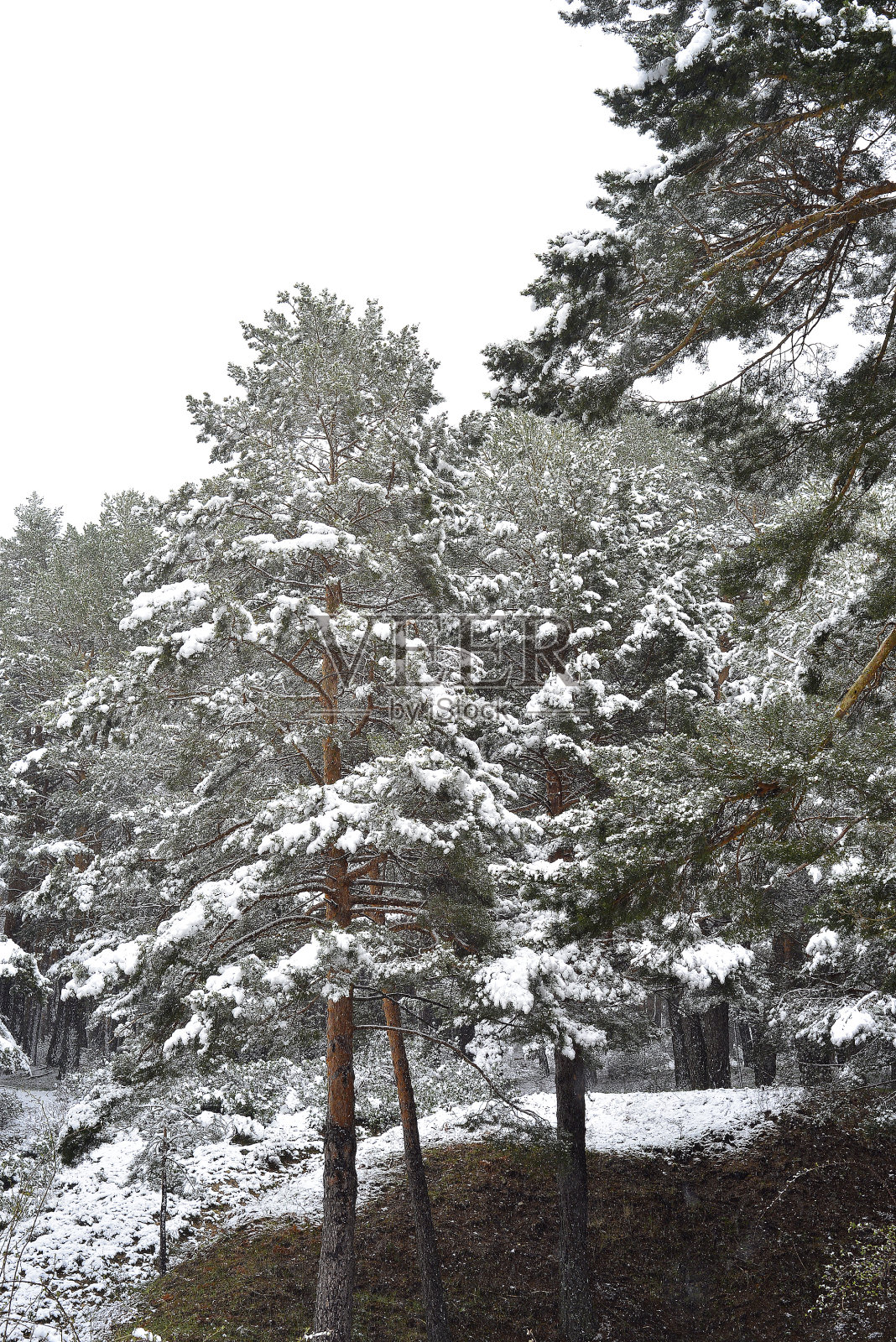 纳瓦克拉达港的雪树，是位于瓜达拉玛山脉的一座滑雪胜地的山口。照片摄影图片