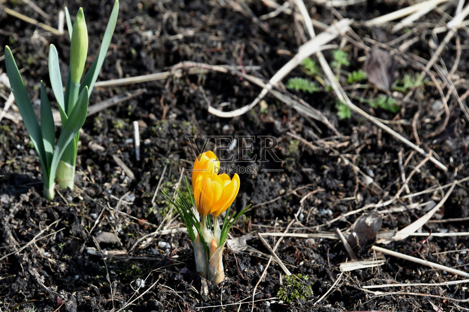 春天公园里的黄色番红花照片摄影图片