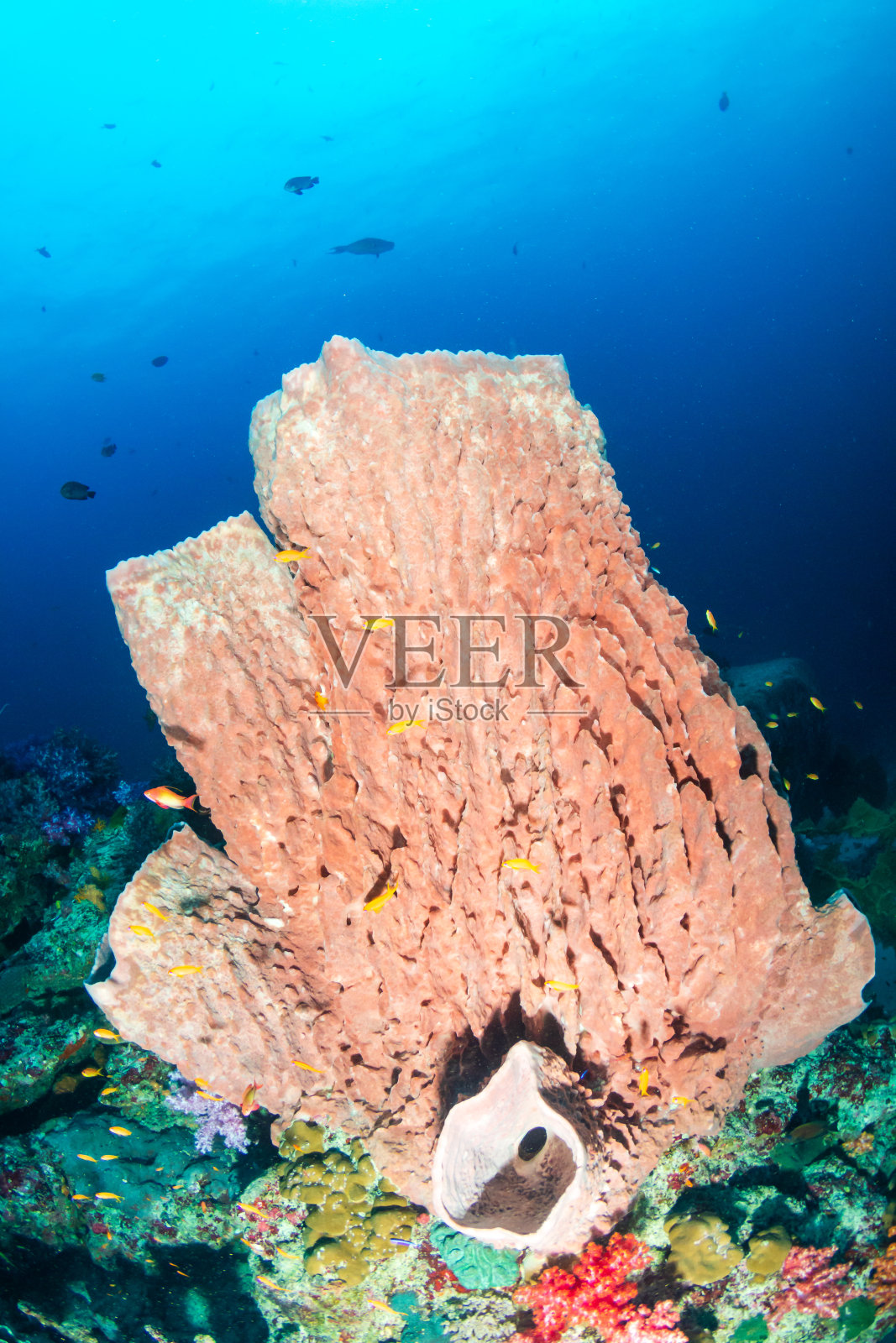 巨大的海绵在泰国的Similan群岛的一个多彩的热带珊瑚礁上照片摄影图片