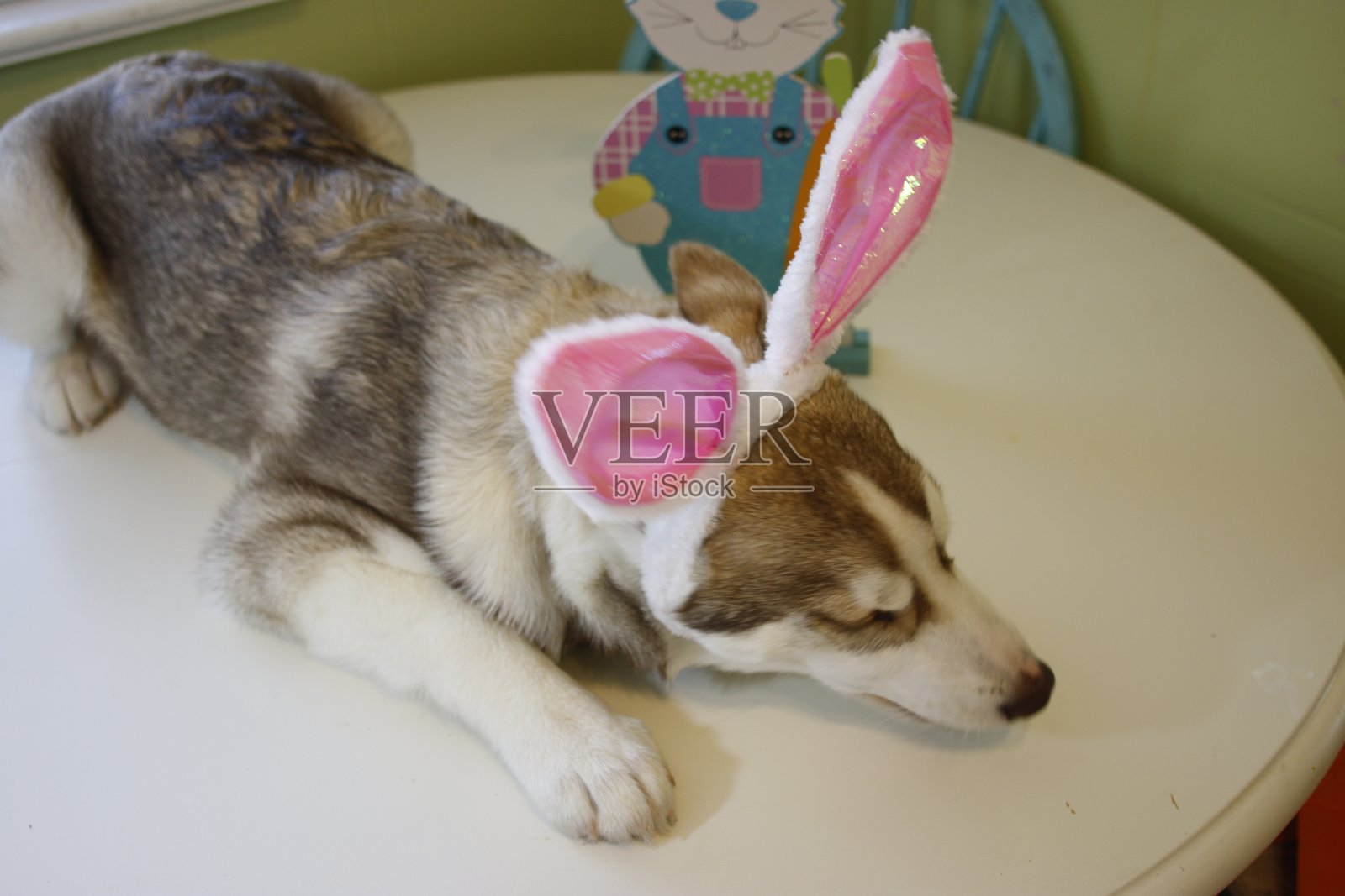 可爱的西伯利亚哈士奇小狗和复活节兔子耳朵。复活节和狗的主题照片摄影图片