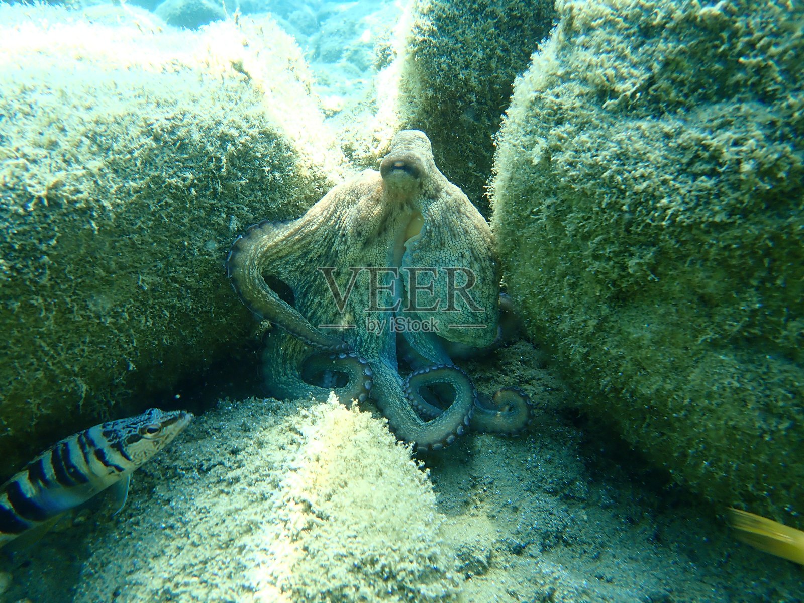 普通章鱼(octopus vulgaris)狩猎照片摄影图片