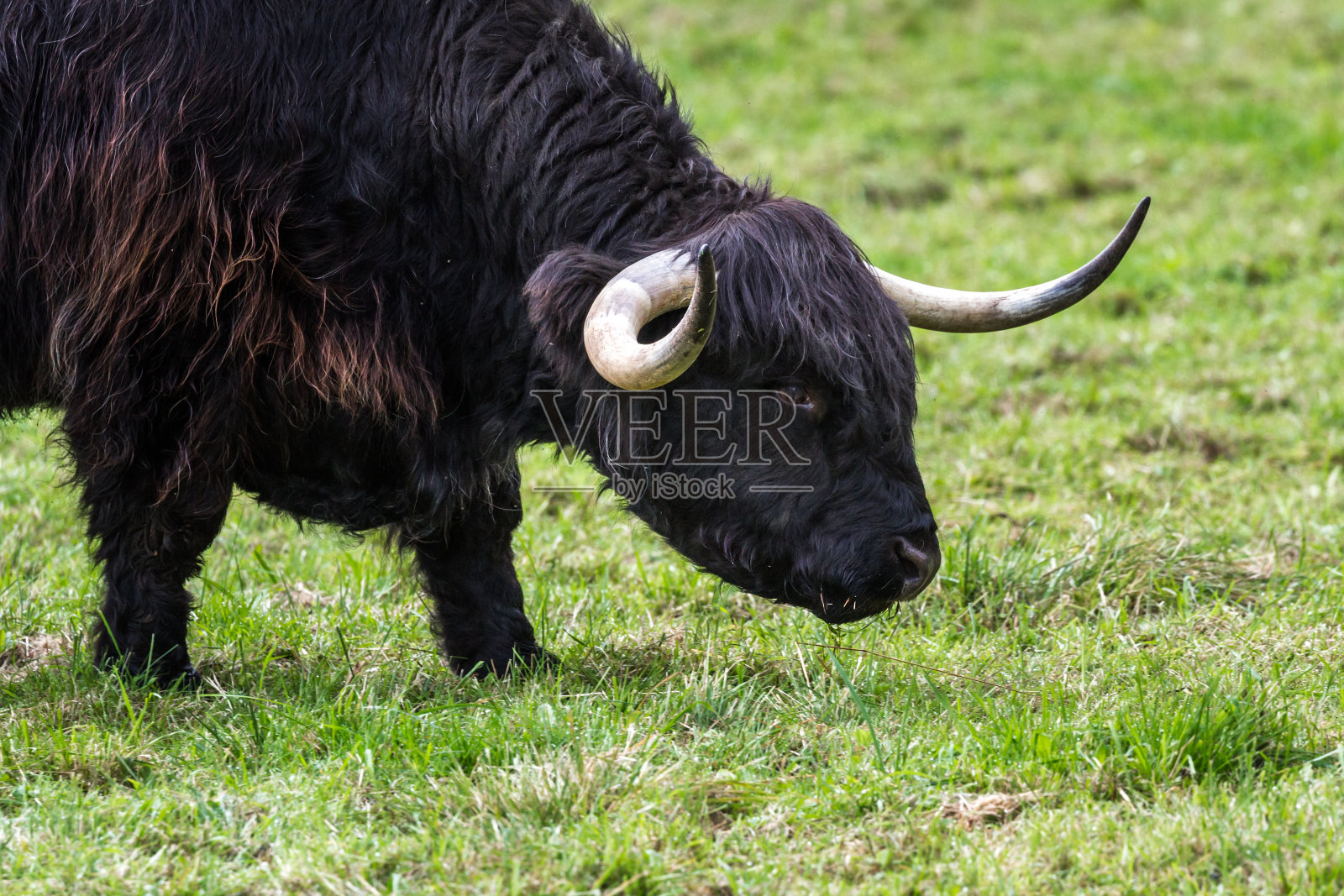 苏格兰的高地公牛照片摄影图片