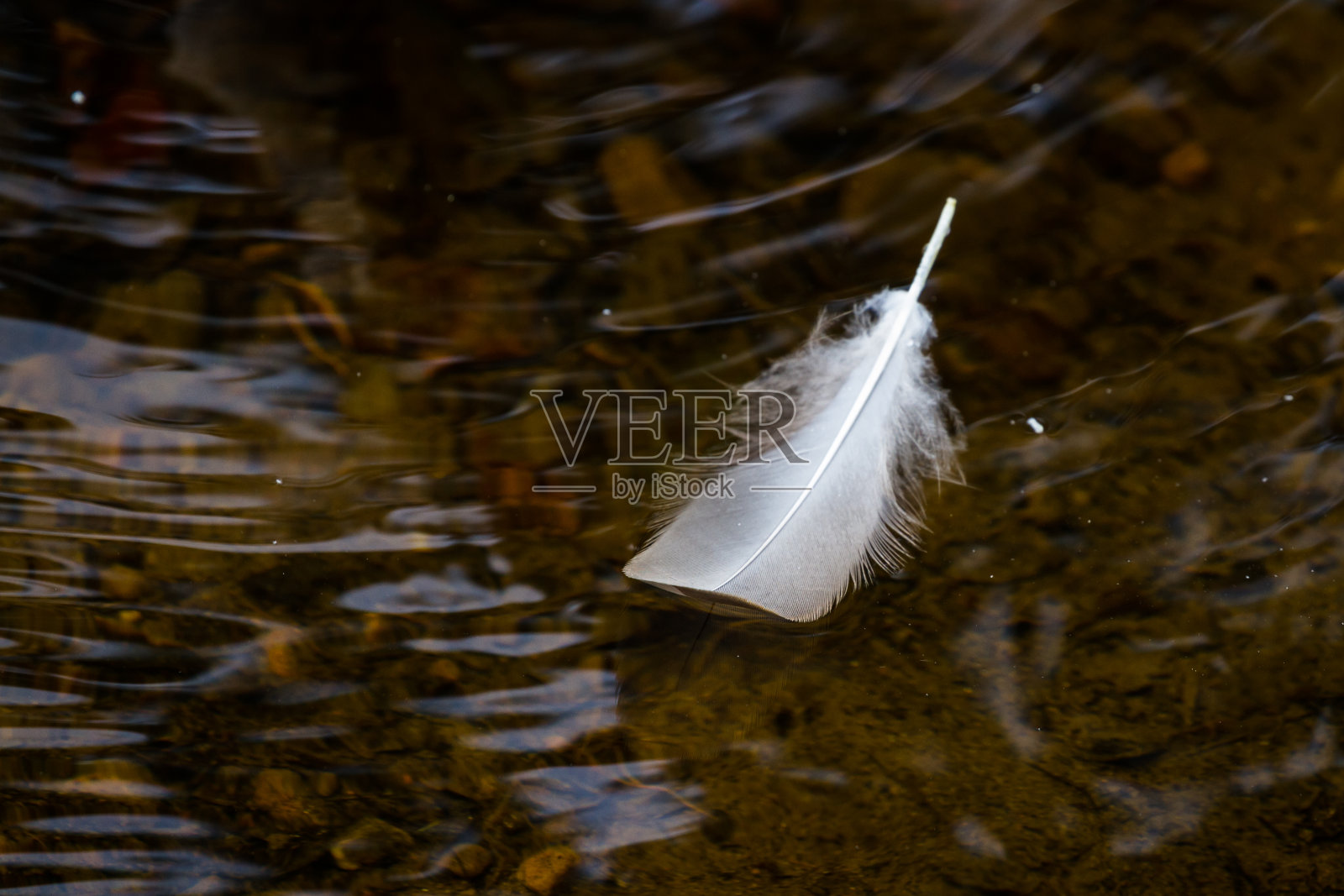 漂浮的羽毛照片摄影图片