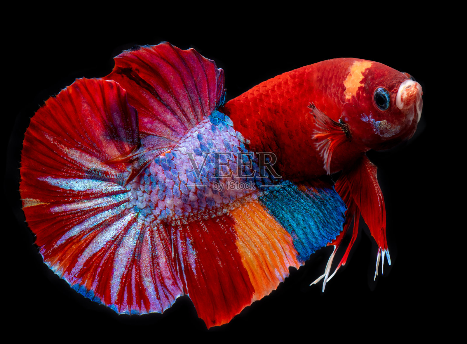 奇特的锦鲤星系斗鱼。照片摄影图片