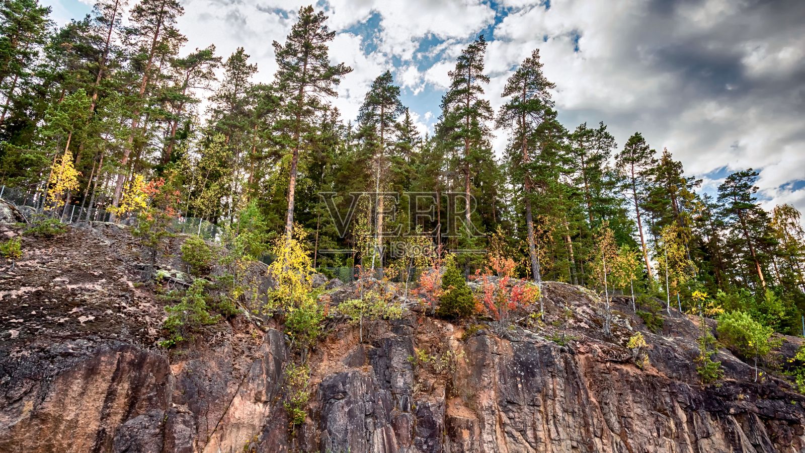 芬兰莱克兰的北方针叶林照片摄影图片