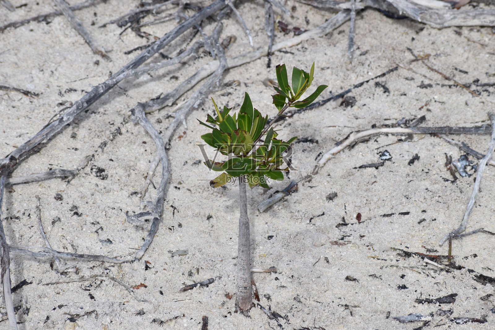 红树林的新生长照片摄影图片