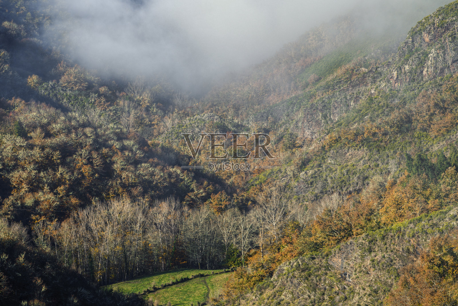 晨雾笼罩着树木繁茂的山谷照片摄影图片