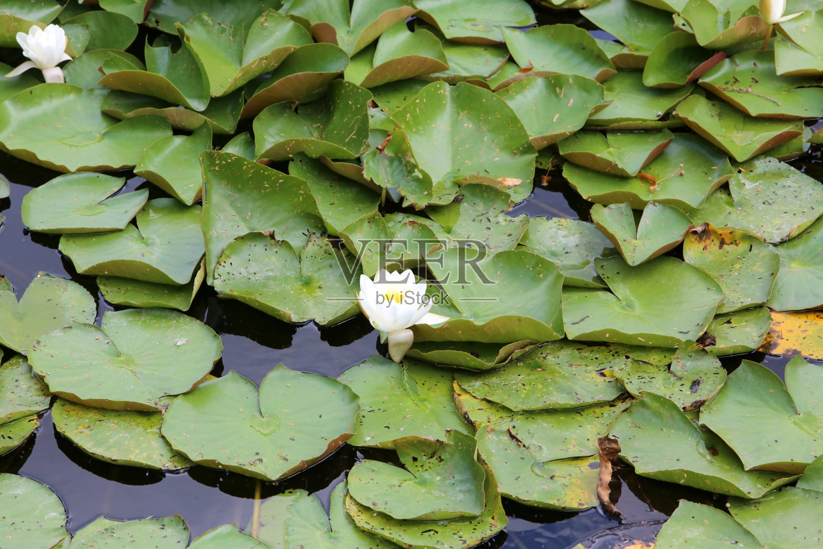 睡莲。池塘的美妙。城镇d 'Avray。Haut-de-Seine。法国。照片摄影图片