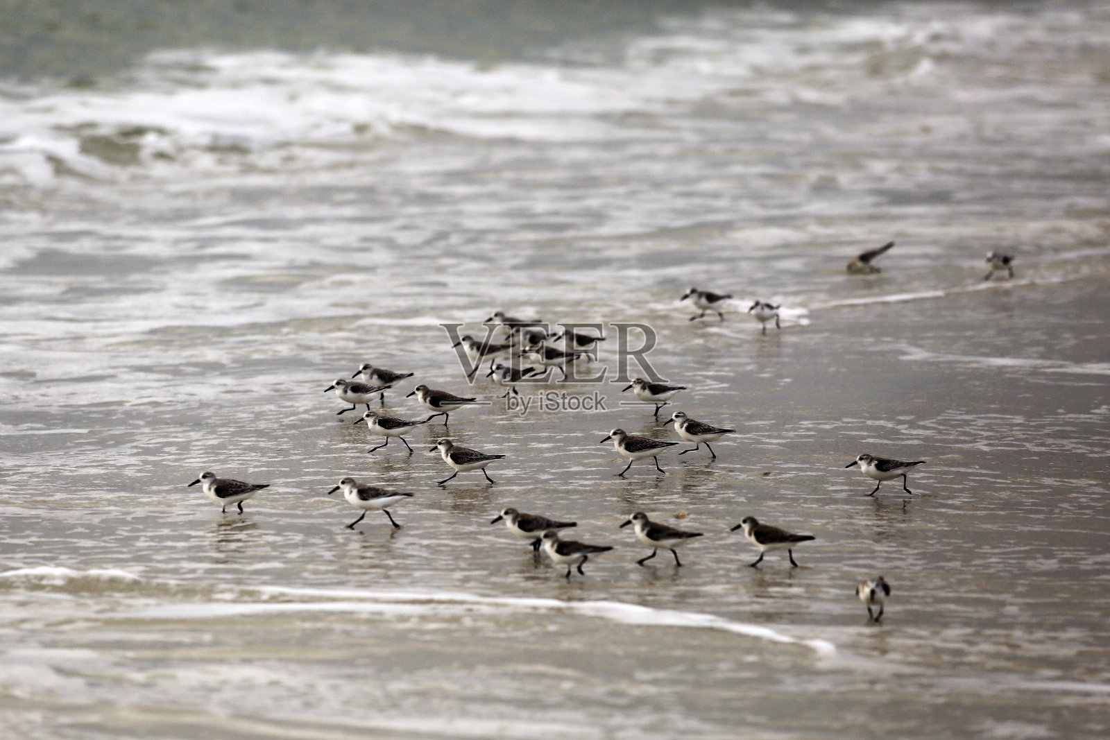 岸边的矶鹞照片摄影图片