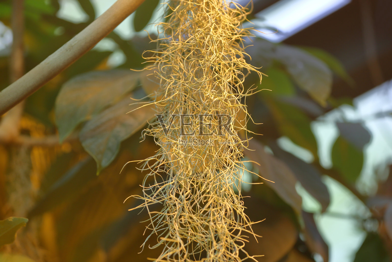 美丽的Tillandsia Usneoides或西班牙苔藓照片摄影图片