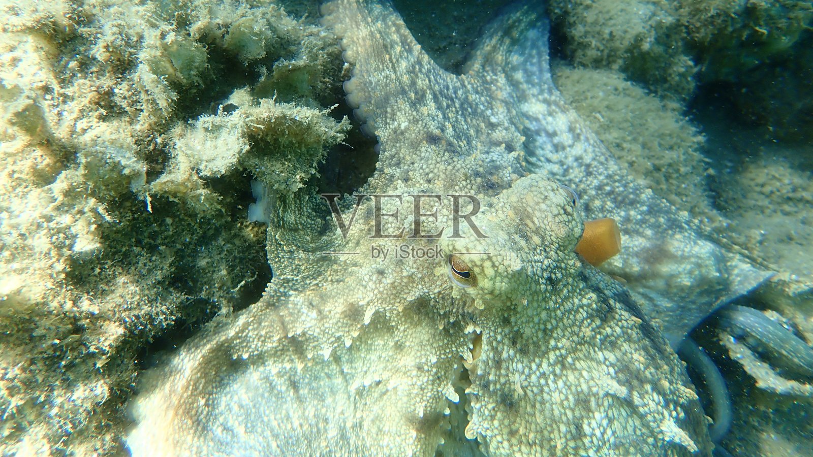 普通章鱼(octopus vulgaris)狩猎照片摄影图片