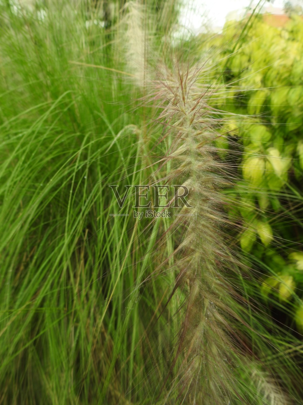 草照片摄影图片