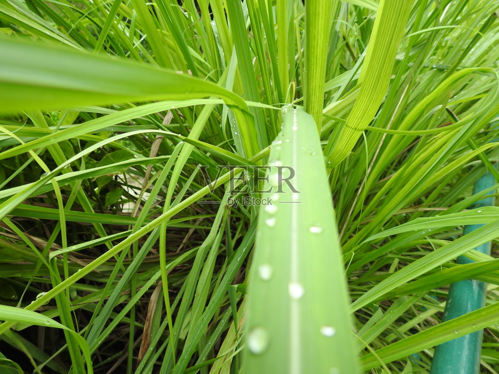 绿色的草和水滴的特写照片摄影图片