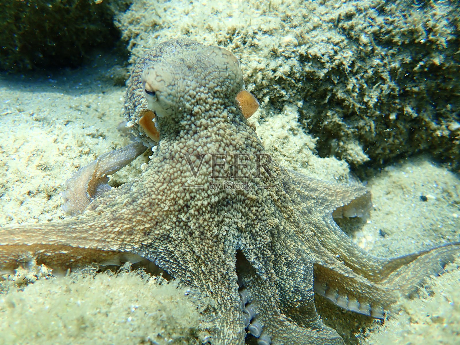 普通章鱼(octopus vulgaris)狩猎照片摄影图片