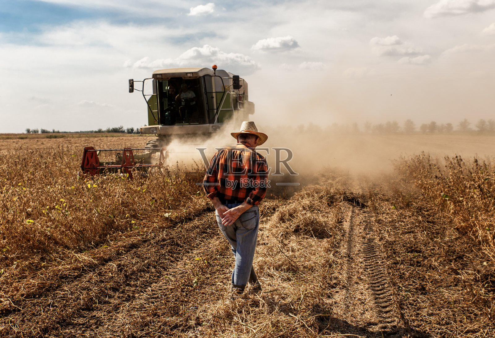 大豆田的老农民监督收获。照片摄影图片