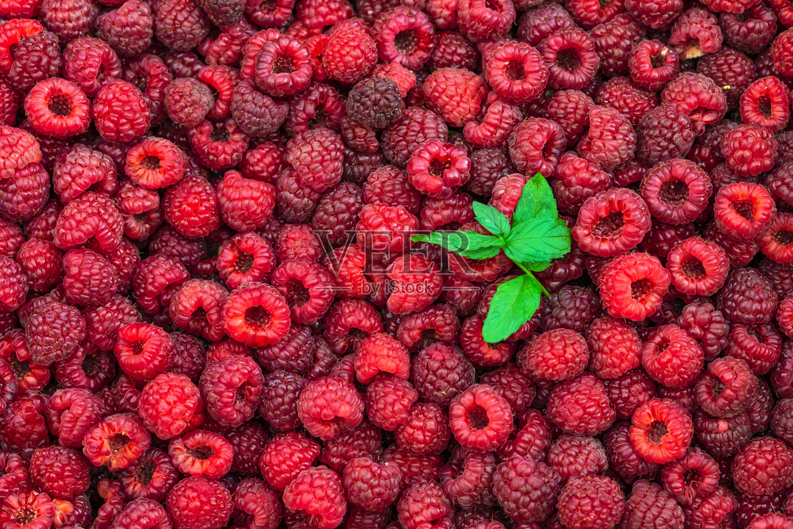 新鲜的树莓背景特写和薄荷叶。照片摄影图片