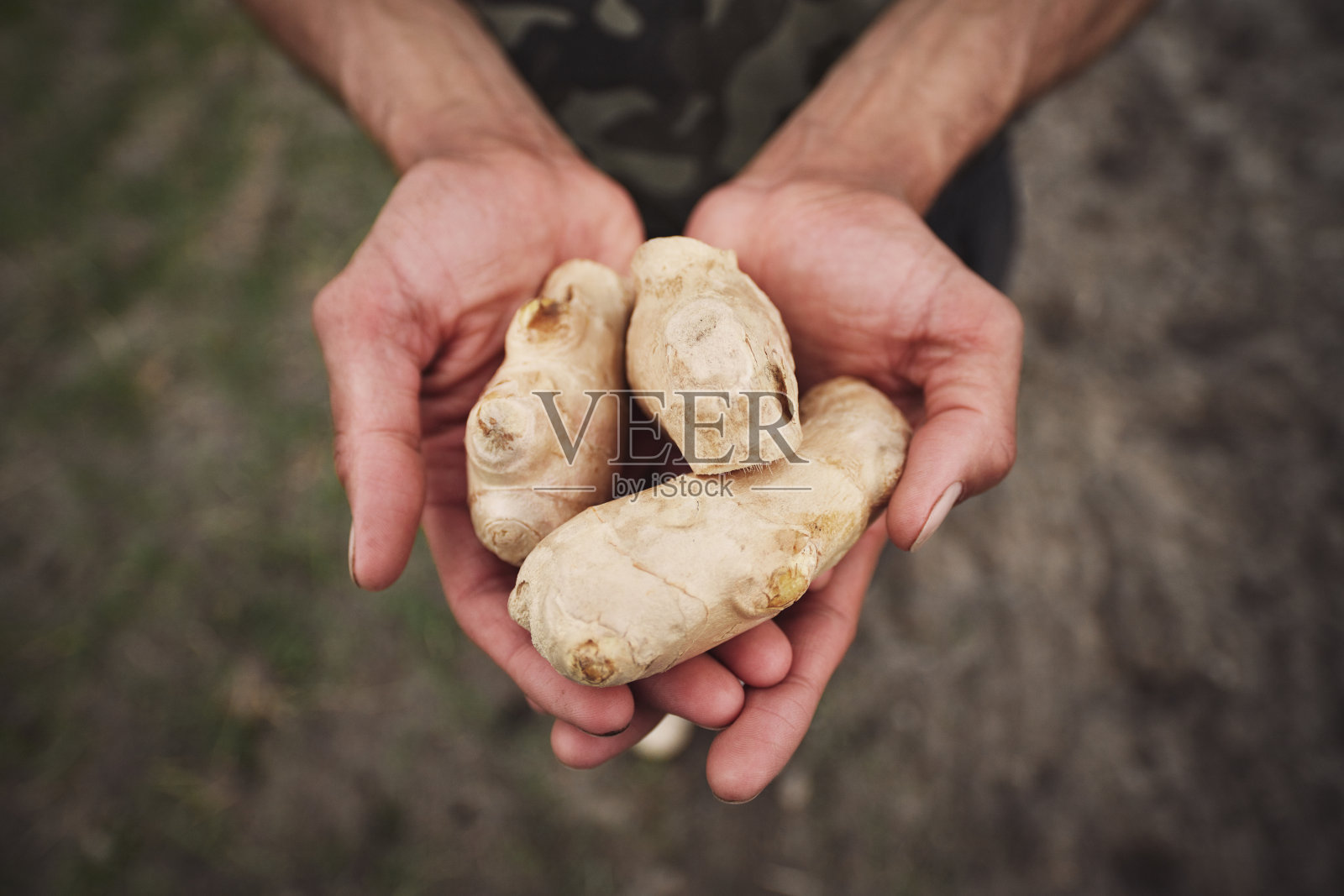 在春天的花园里种姜的人。照片摄影图片