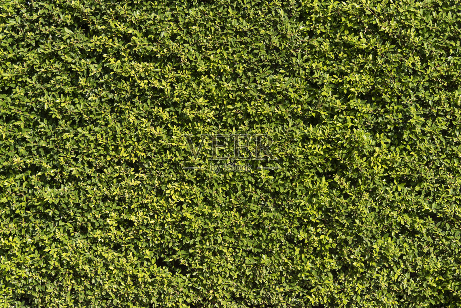 绿叶背景，自然，环境。照片摄影图片