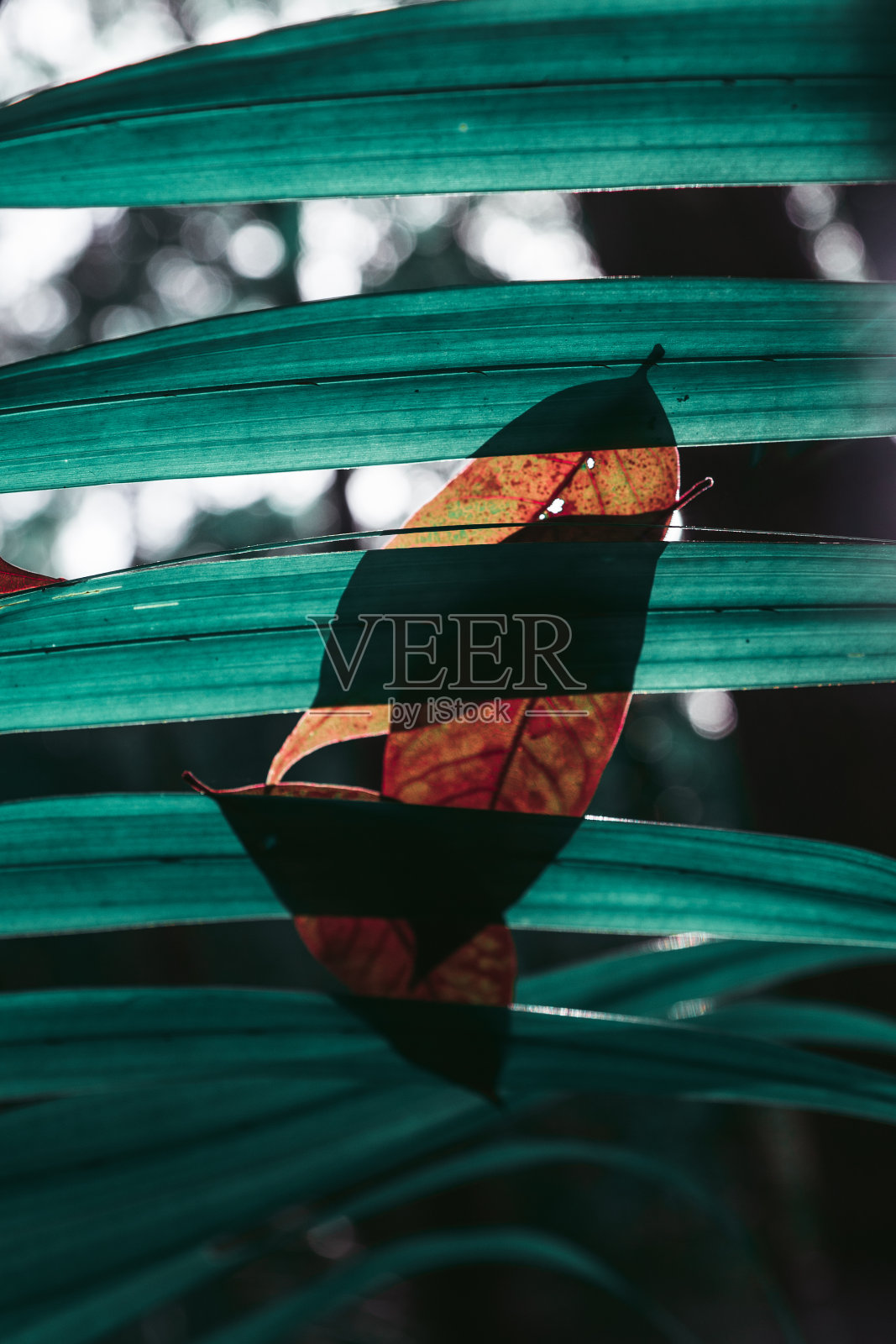 不同的外来植物，在热带环境和森林。在2020年趋势的颜色中。水门特，郁郁葱葱的熔岩和幻影蓝。粉红色的植物，花，叶和热带。绿色照片摄影图片