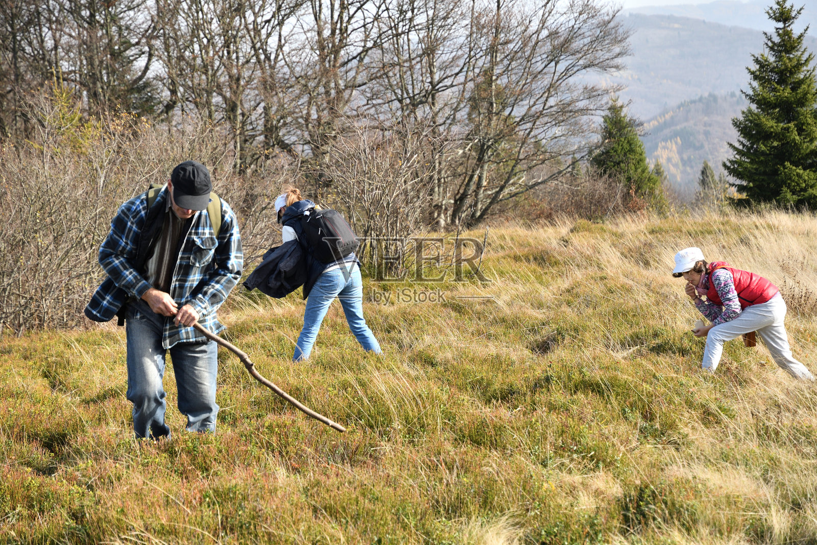 秋天，一家人在森林山脊徒步旅行时采集并食用蓝莓照片摄影图片