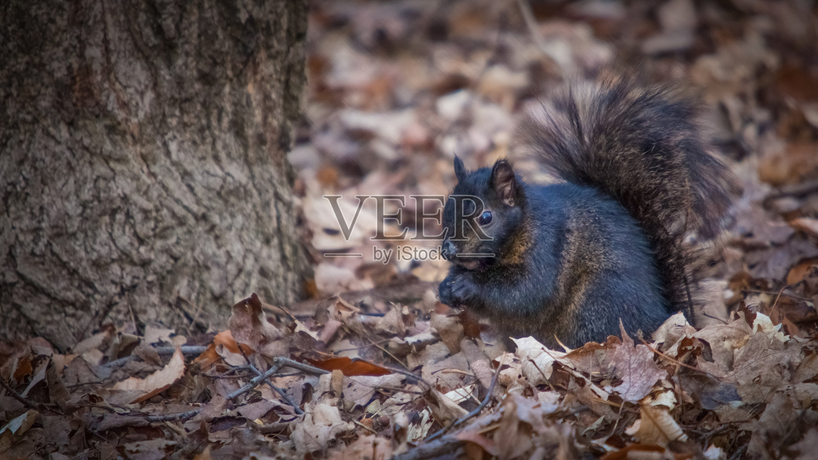 黑色的松鼠。照片摄影图片
