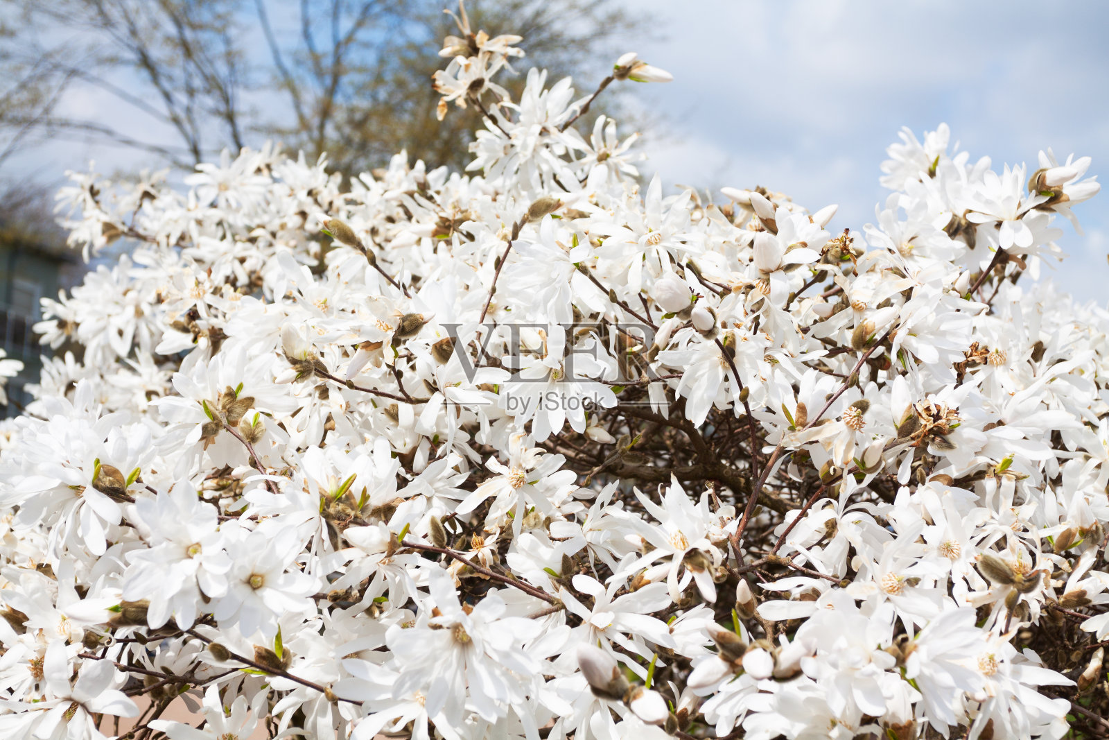 奥伯豪森市春天的白色花朵照片摄影图片