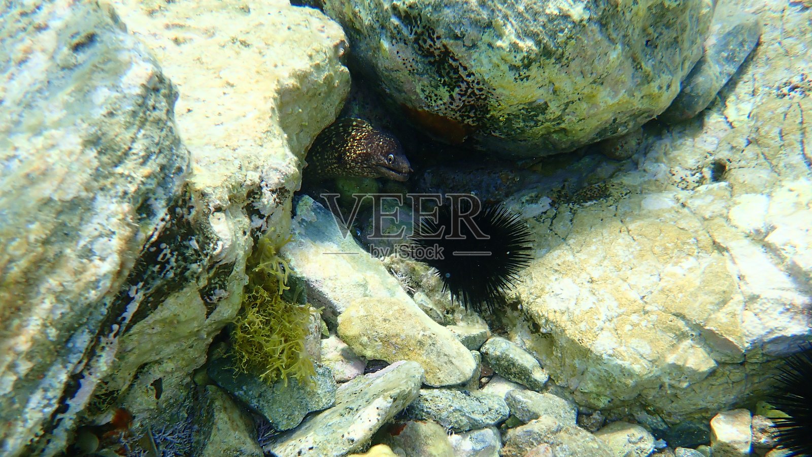 地中海海鳗或罗马鳗鱼(海鳗)照片摄影图片
