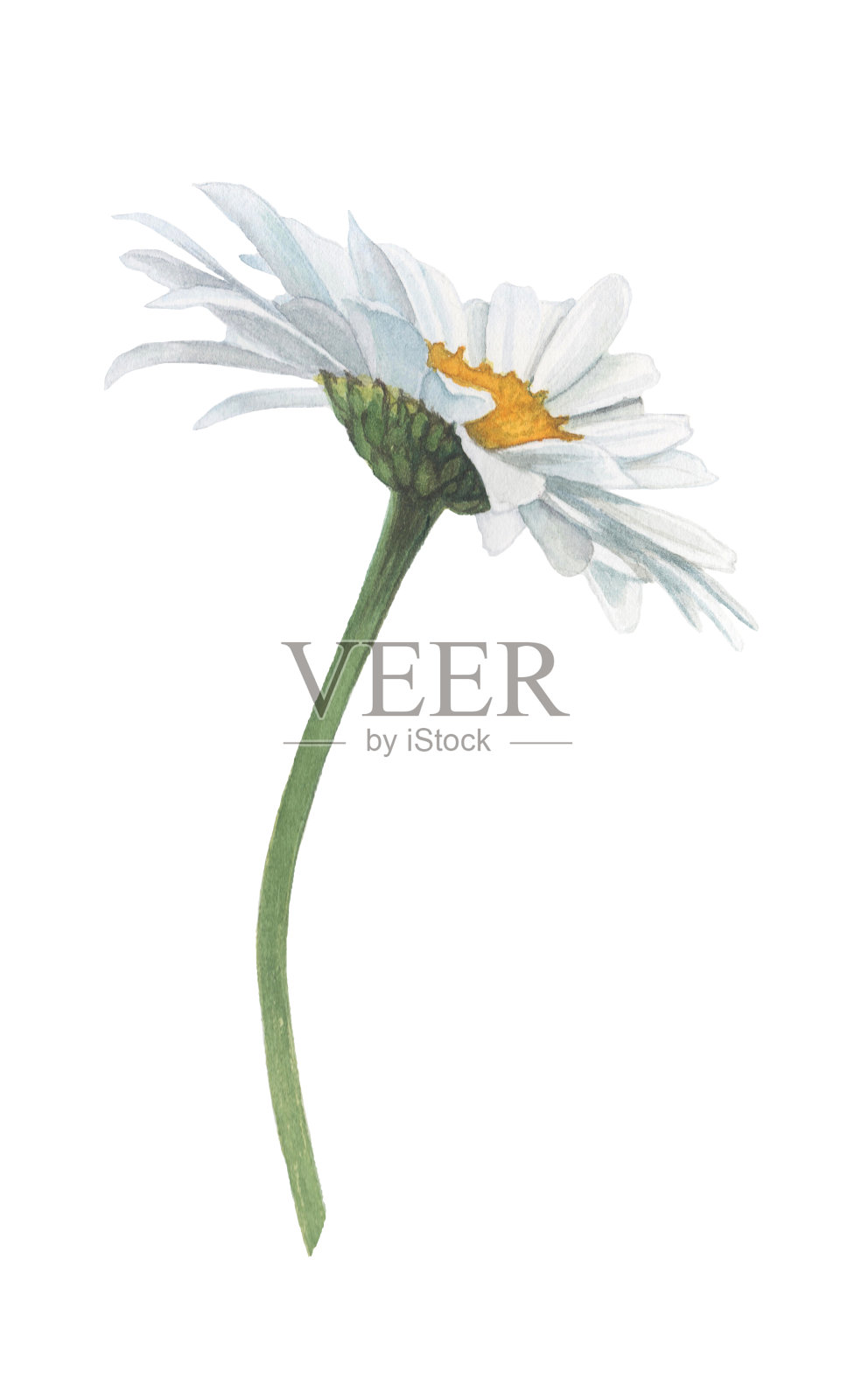 手绘水彩雏菊花。插画图片素材