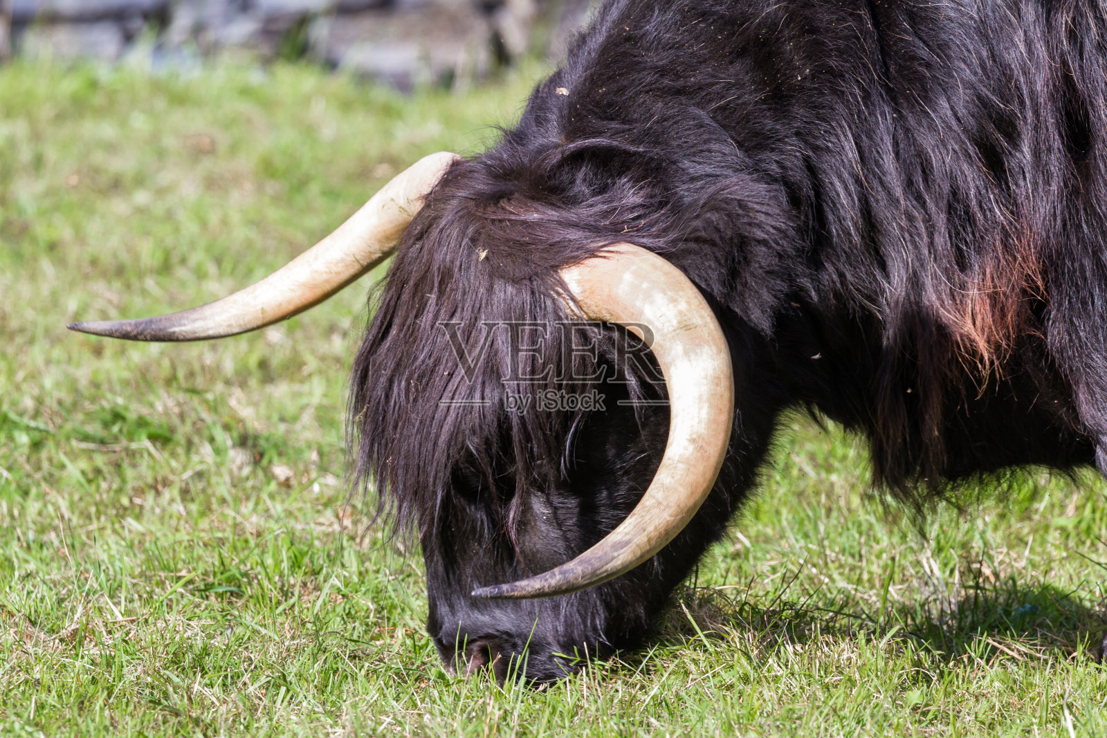 苏格兰高地牛照片摄影图片