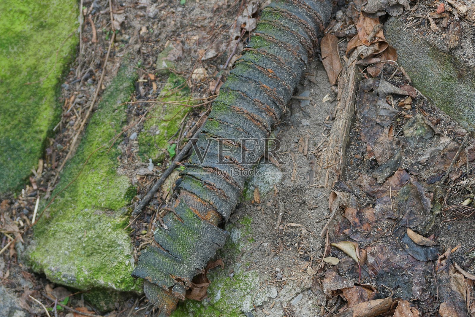 在灰色和绿色的土地上，一根旧的黑色脏水管上的垃圾照片摄影图片