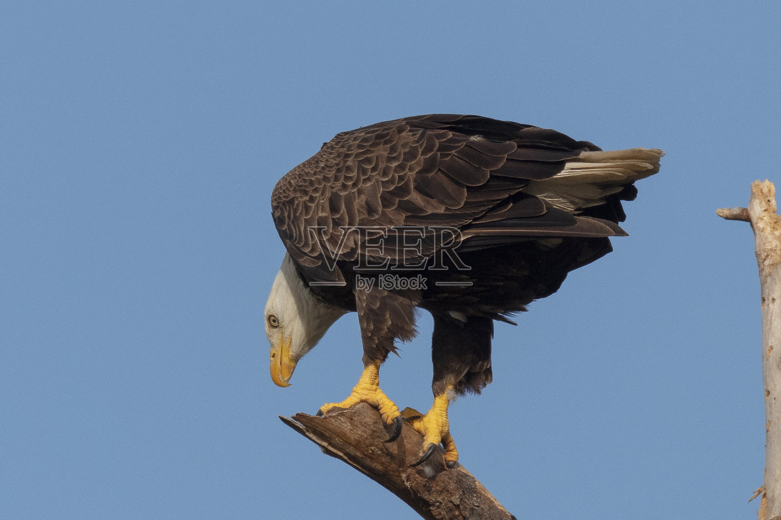 白头海雕照片摄影图片