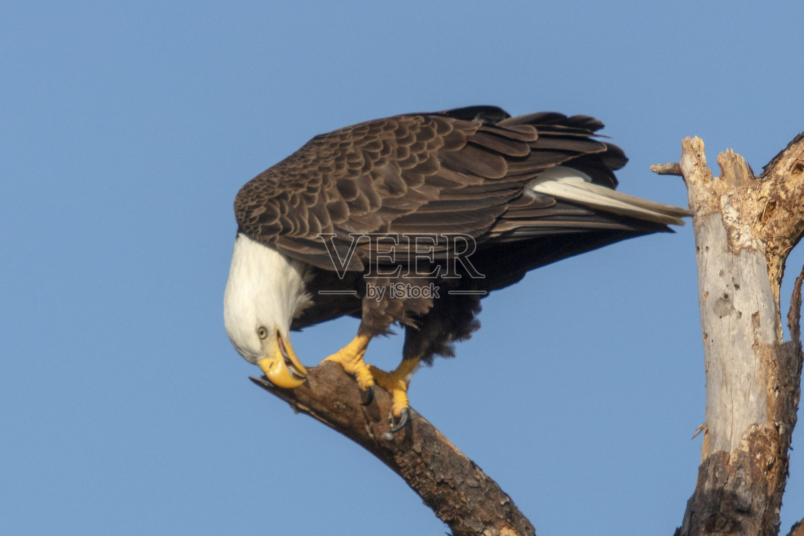 白头海雕照片摄影图片