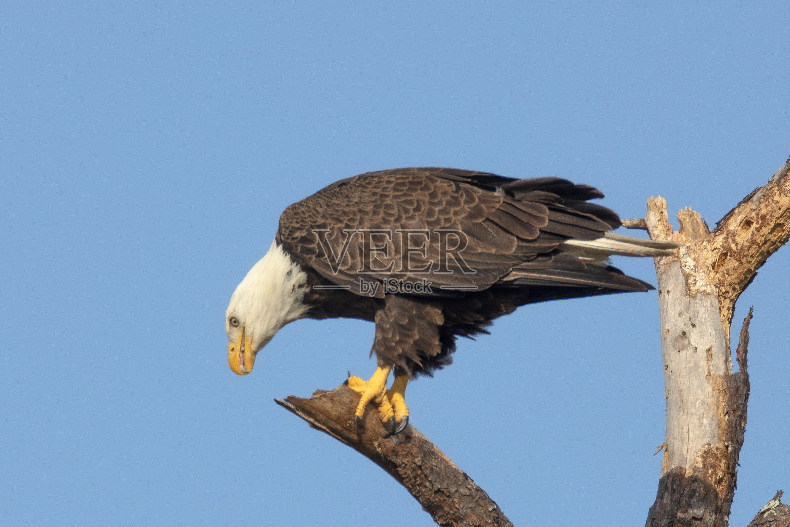 白头海雕照片摄影图片