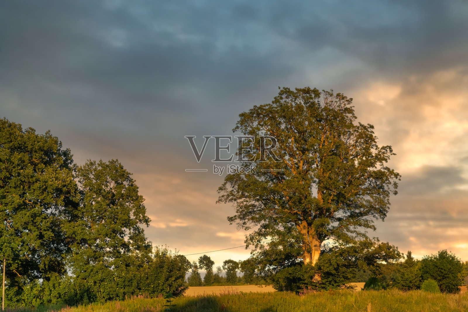 夏日里的一棵树照片摄影图片