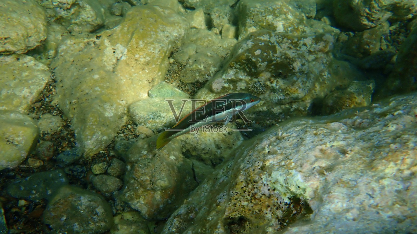 地中海彩虹濑鱼照片摄影图片
