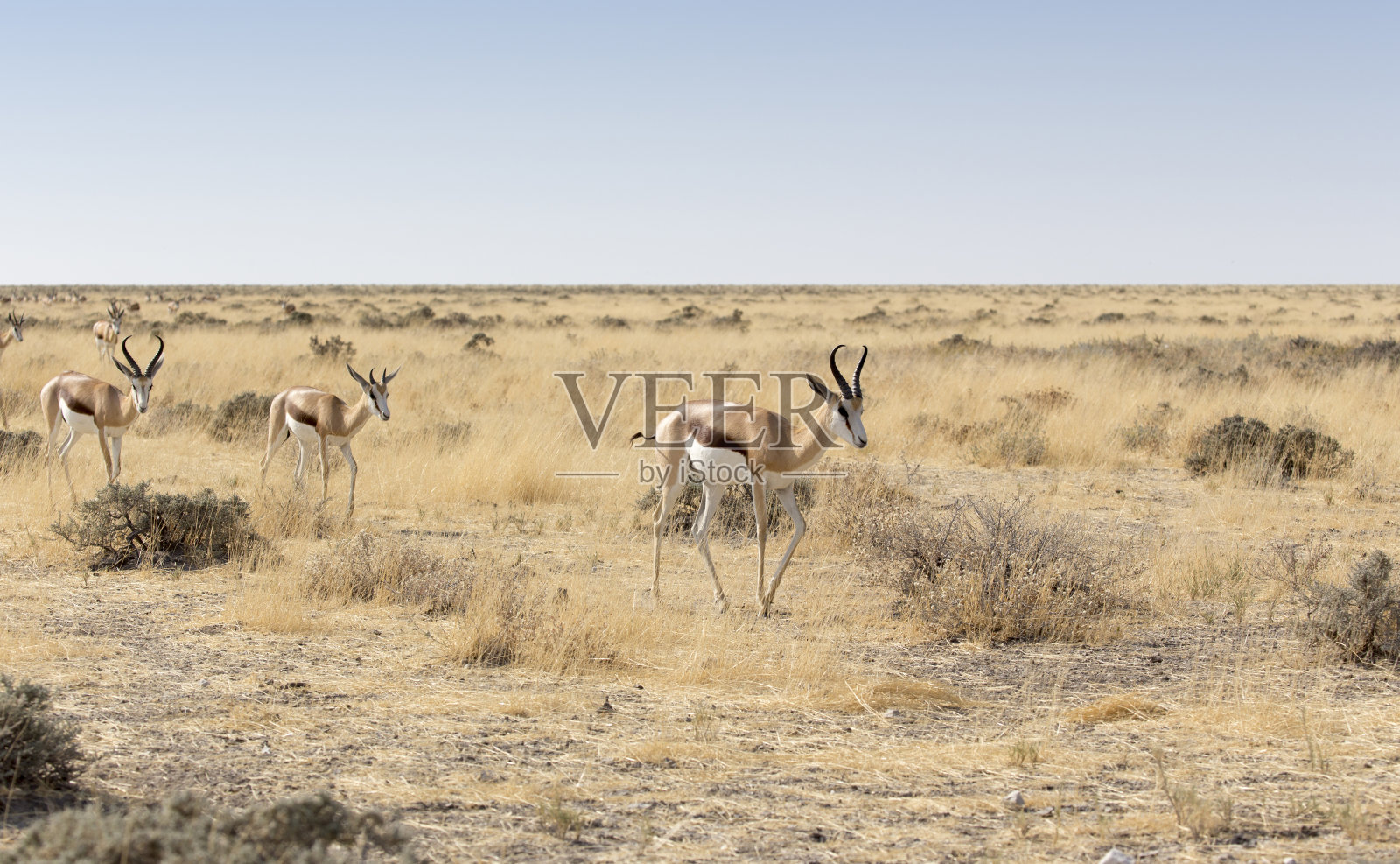 纳米比亚大草原上的跳羚照片摄影图片