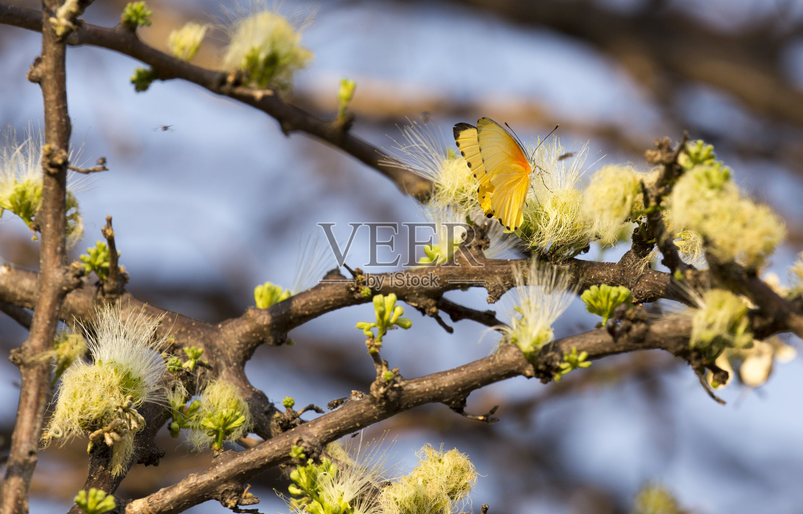 树上一只黄色蝴蝶的特写照片摄影图片