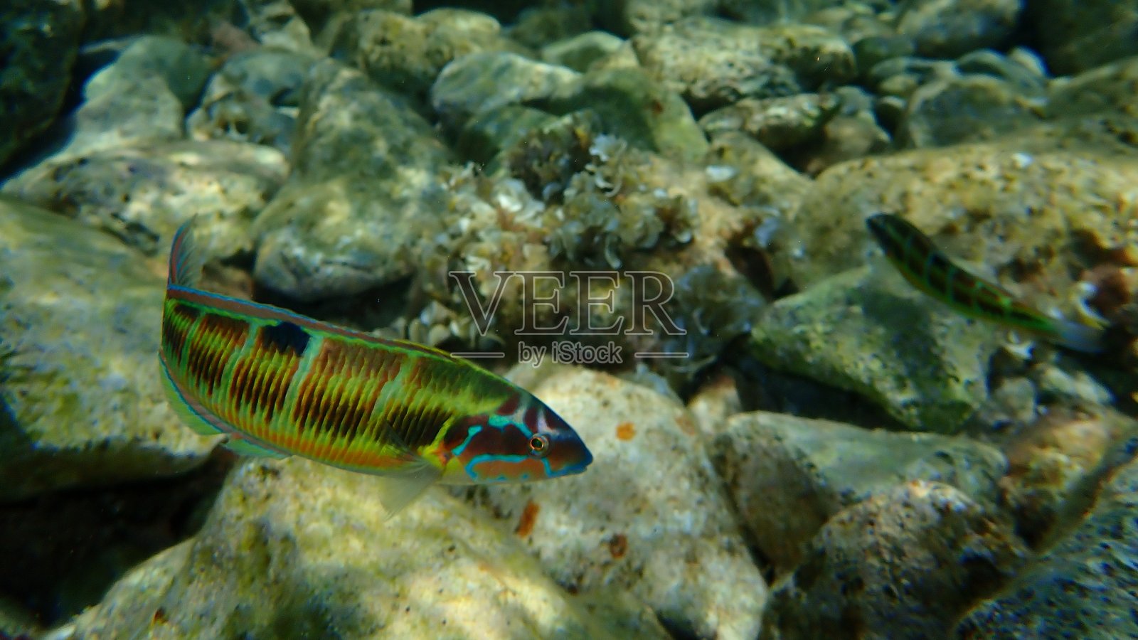 华丽的濑鱼(海隆鱼)照片摄影图片