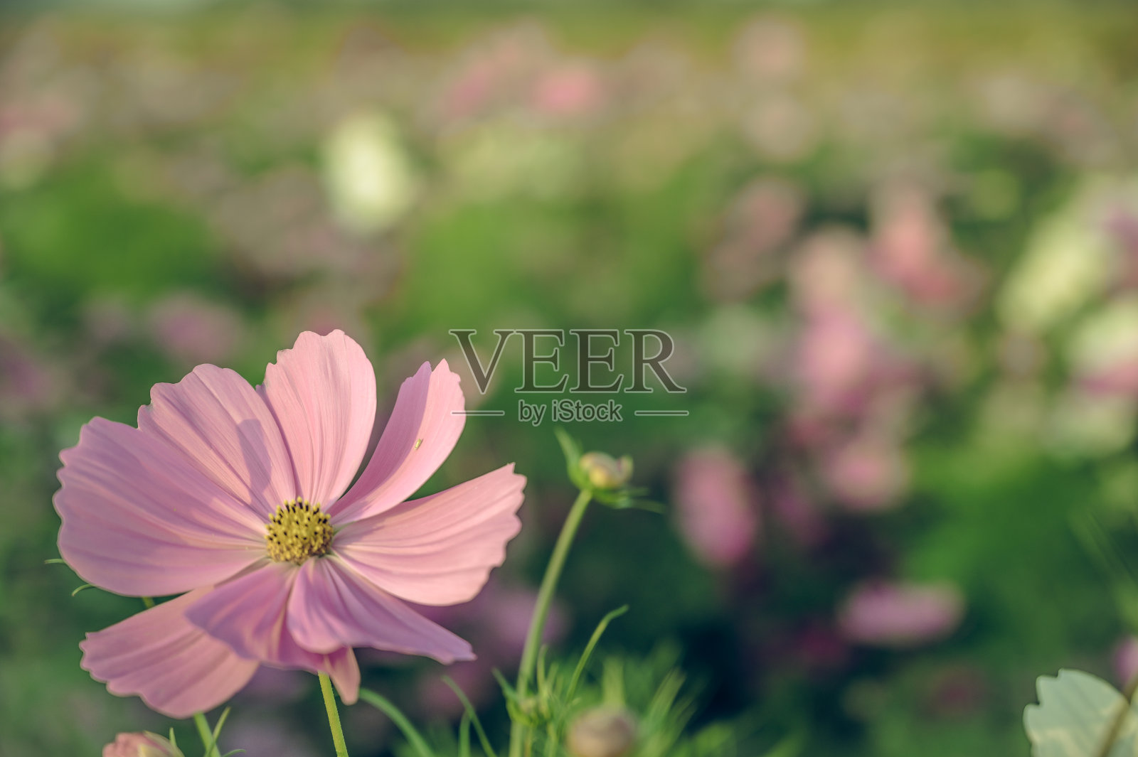 复古风格的选择焦点美丽的粉红色花与柔和模糊的散景背景。照片摄影图片